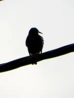 Star_6535.webp Star_6535.webp