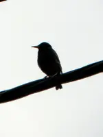 Star_6537.webp Star_6537.webp