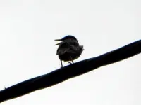 Star_6543.webp Star_6543.webp