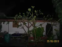 Feige 100_1270 (Large).webp