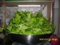 Giersch-Pesto 003.webp