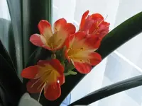 036.webp