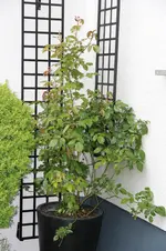 IMG_0859.webp