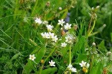 pflanze3_bild1.webp