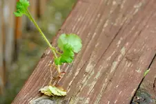 pflanze3_bild2.webp