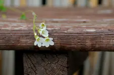 pflanze3_bild3.webp