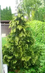 Nadelbaum.webp