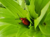 Lilienhähnchen_6366.webp