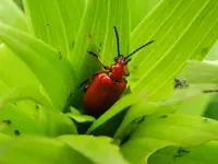Lilienhähnchen_6367.webp