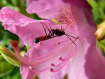 Rhodendron mit Getier_6343.JPG