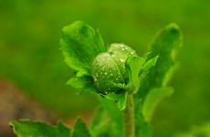 Staudenmohn1_1024.webp