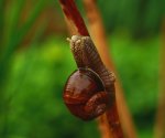 Weinbergschnecke an Hortensie_2_1024.JPG