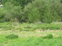 030.webp