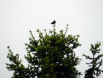 Amsel_6580.JPG