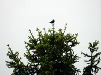 Amsel_6580.webp Amsel_6580.webp