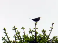 Amsel_6581.webp Amsel_6581.webp