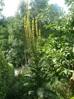 Königskerze.webp