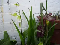 P4270008.webp