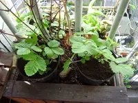 P5260121.webp