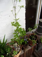 P5260128.webp
