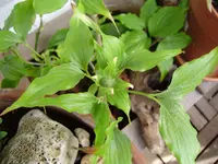 P5260130.webp