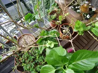 P5260012.webp
