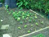 Bohnenbeet.webp