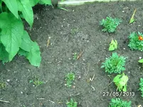 Limes überwunden.webp