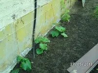 Gurkenbeet.webp