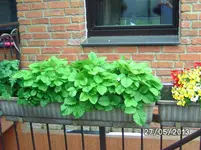 Erdbeeren.webp