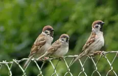 Die Elster kommt+.webp