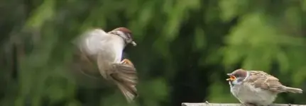 Mama kommt angeflogen +.webp