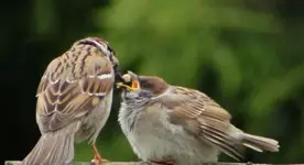 Mama füttert +.webp