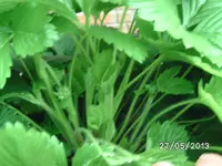 Erdbeerblüten (2).webp