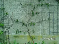 Wein (2).webp