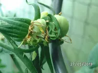 Brandyvine (2).webp