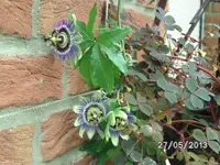 Blüten.webp