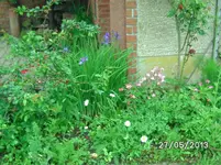 Blüten (3).webp