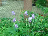 Blüten (2).webp