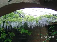 Blauregen.webp