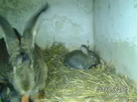 Kaninchen.webp