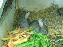 Kaninchen (3).webp