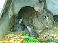 Kaninchen (2).webp