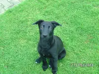 Anka.webp