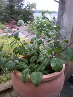 Rocoto27_5_13.webp