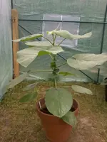 Baumtomate27_5_13.webp