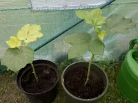 Okra27_5_13.webp