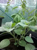 Physalis6_5_13.webp