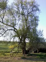 Weide6_5_13.webp