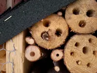 InsektenhotelI.webp